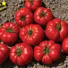 BT Taşkın F1 Köy Tipi Domates Fidesi