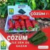 Çözüm F1 Acı Üçburun Biber Fidesi