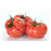 Ergen F1 Dilimli Pembe Köy Tipi Domates Fidesi