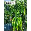 Esinti F1 Tatlı Sivri Biber Fidesi