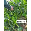 Esinti F1 Tatlı Sivri Biber Fidesi