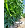 Gezgin F1 Acı Sivri Biber Fidesi