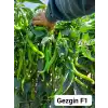Gezgin F1 Acı Sivri Biber Fidesi