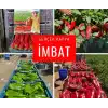 Imbat F1 Kapya Biber Tohumu 1000 Adet