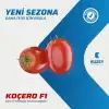 Koçero F1 Salçalık Domates Fidesi