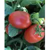 Lerota F1 Salçalık Domates Fidesi