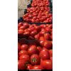 Lerota F1 Salçalık Domates Fidesi