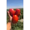 Lerota F1 Salçalık Domates Fidesi
