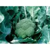 Naxos F1 Brokoli Tohumu 2.500 Adet