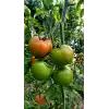 Şiir F1 Pembe Domates Fidesi