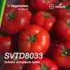 SVTD8033 F1 Oturak Domates Fidesi