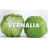 Vernalia İceberg Marul Tohumu 5.000 Adet
