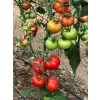 Veyron F1 Güzlük Domates Fidesi