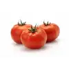 Yekta F1 Oturak Domates Fidesi