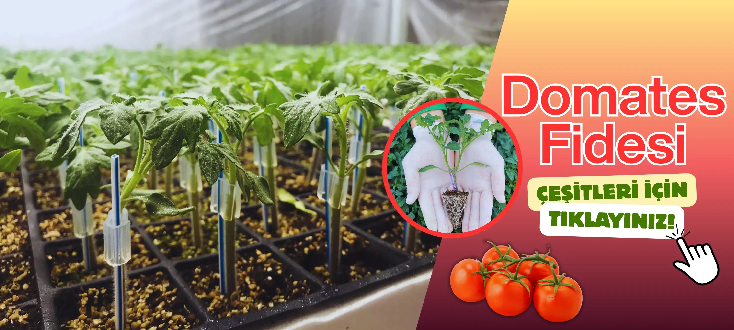 Domates Fidesi