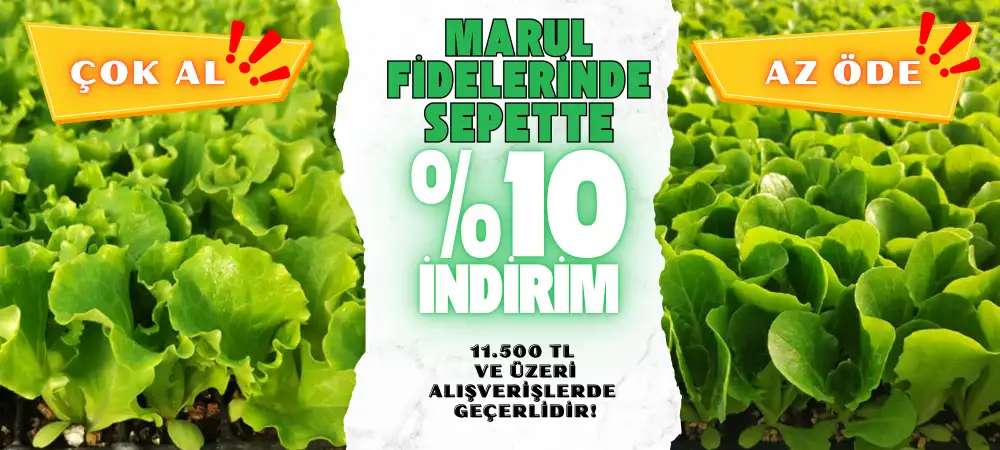 Marul Fidesi Kampanya