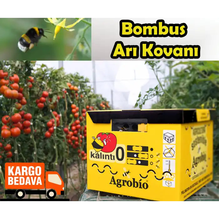 Bombus Arı Kovanı