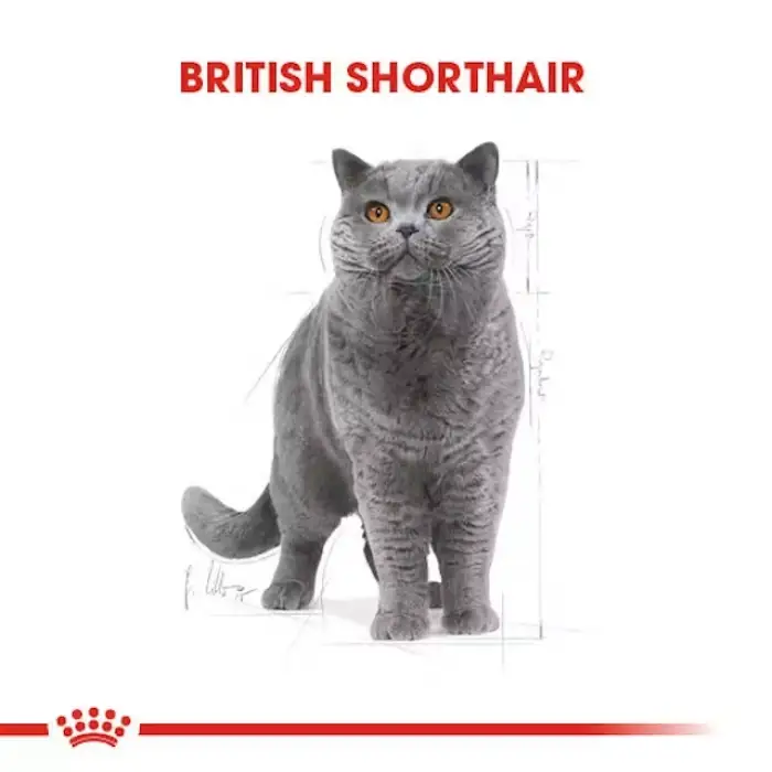 Royal Canin British Shorthair için Kuru Kedi Maması 2 Kg