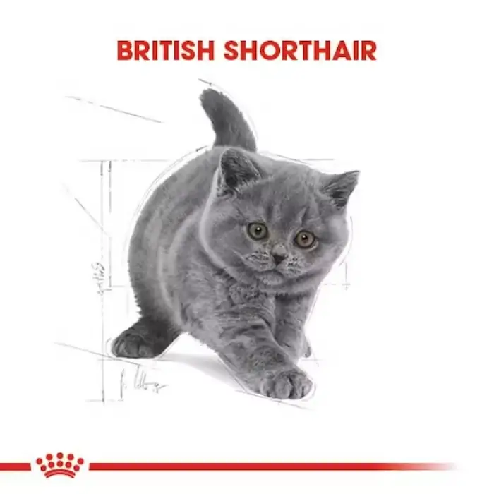 Royal Canin British Shorthair için Yavru Kedi Maması 2 Kg