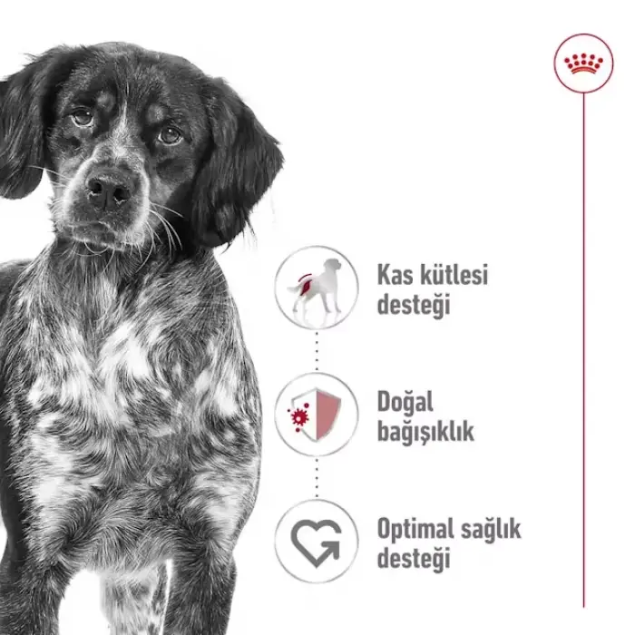 Royal Canin Orta Irklar için Yetişkin Kuru Köpek Maması 15 Kg