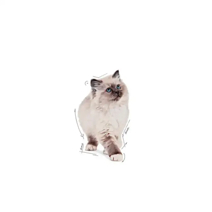 Royal Canin Yavru Kediler için Yaş Kedi Maması 85g X 12li Paket