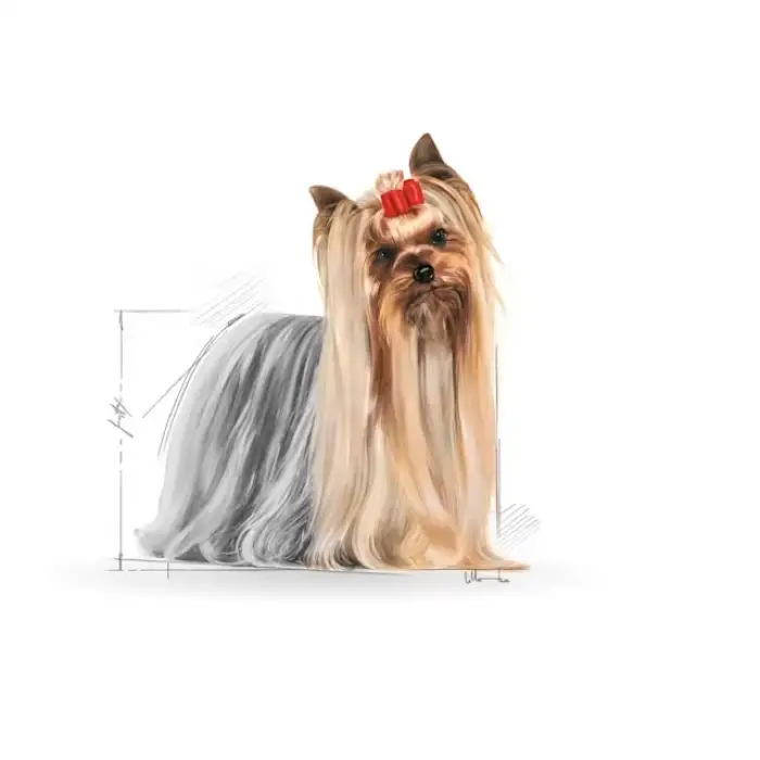 Royal Canin Yorkshire Terrier Yaş Köpek Maması 85g x 12li Paket