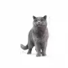 Royal Canin British Shorthair için Kuru Kedi Maması 2 Kg