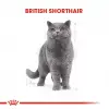 Royal Canin British Shorthair için Kuru Kedi Maması 2 Kg