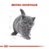 Royal Canin British Shorthair için Yavru Kedi Maması 2 Kg