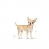 Royal Canin Chihuahua Yaş Köpek Maması 85g x 12li Paket