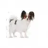 Royal Canin Çok Küçük Irklar için Kuru Köpek Maması 1.5 Kg