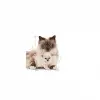 Royal Canin Mother and Babycat Kedi Konservesi 195 gr x 12 Adet