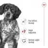 Royal Canin Orta Irklar için Yetişkin Kuru Köpek Maması 15 Kg