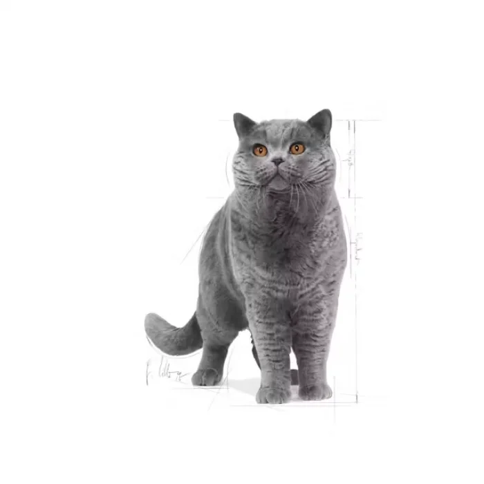 Royal Canin British Shorthair için Kuru Kedi Maması 2 Kg