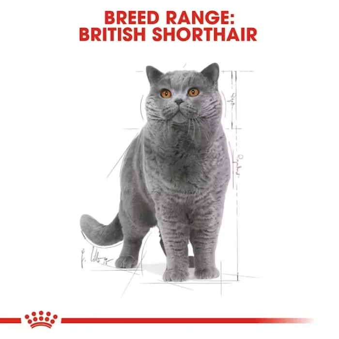 Royal Canin British Shorthair için Yaş Kedi Maması 85g X 12li Paket