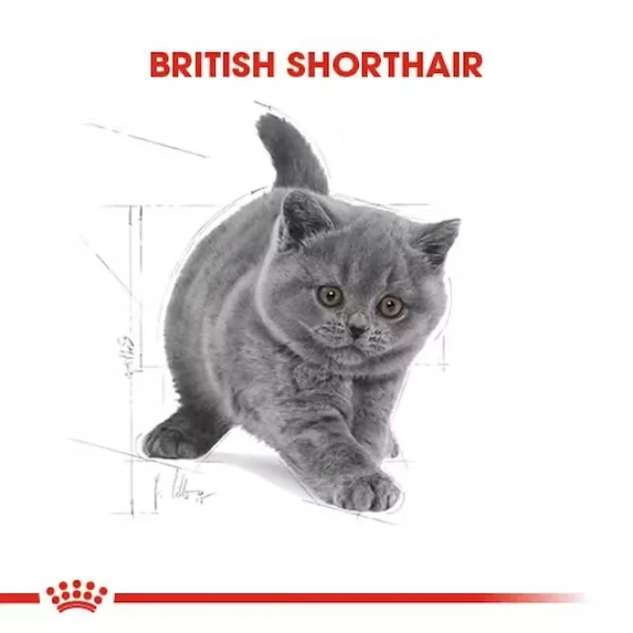 Royal Canin British Shorthair için Yavru Kedi Maması 2 Kg