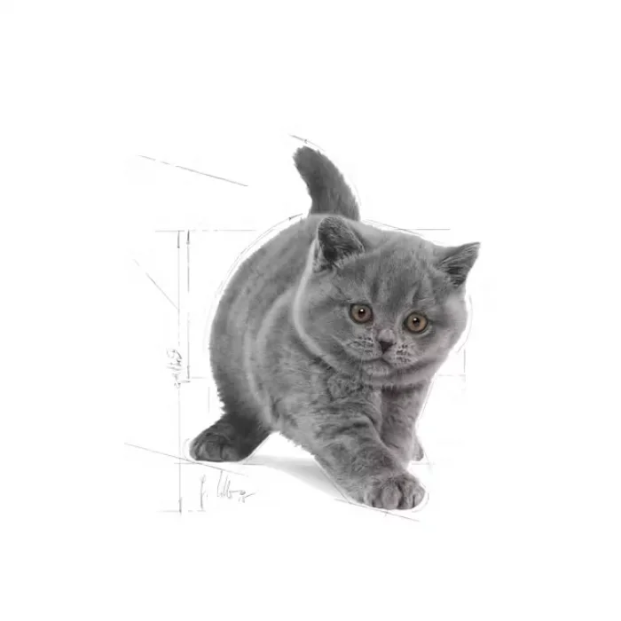 Royal Canin British Shorthair için Yavru Kedi Maması 2 Kg