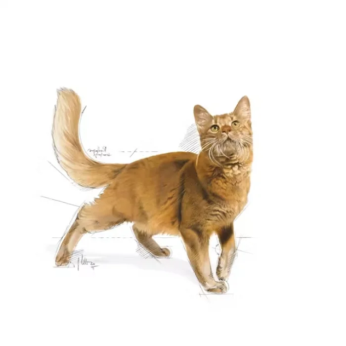 Royal Canin Fit32 Yetişkin Kuru Kedi Maması 4 Kg