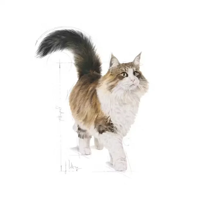 Royal Canin Instinctive Yaş Kedi Maması 85g X 12li Paket