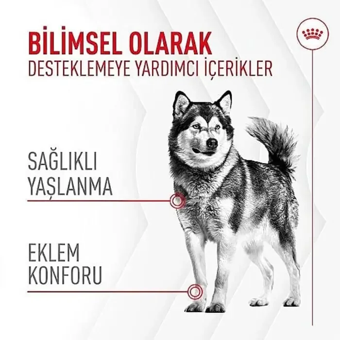 Royal Canin Joint & Ageing Chews 240 gr Yetişkin Köpek Ödül Maması
