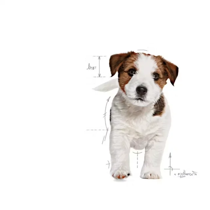 Royal Canin Küçük Irklar için Yavru Kuru Köpek Maması 4 Kg