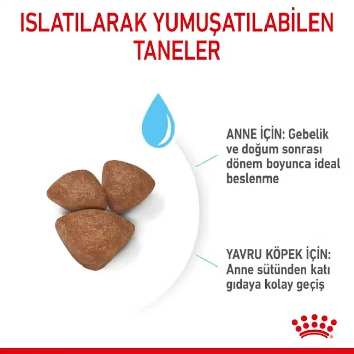 Royal Canin Mini Starter Küçük Irk Yavru Köpek Maması 4 Kg