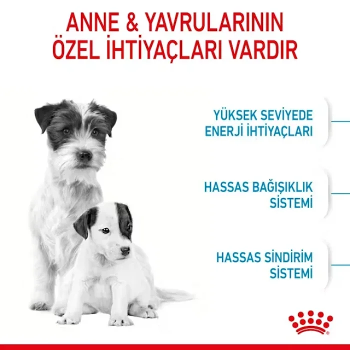 Royal Canin Mini Starter Küçük Irk Yavru Köpek Maması 4 Kg
