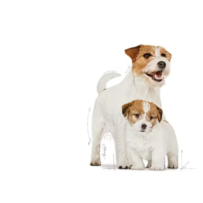 Royal Canin Mini Starter Küçük Irk Yavru Köpek Maması 4 Kg