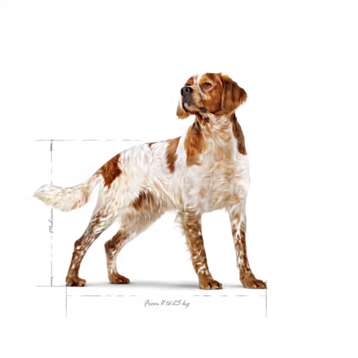 Royal Canin Orta Irklar için Yetişkin Kuru Köpek Maması 15 Kg