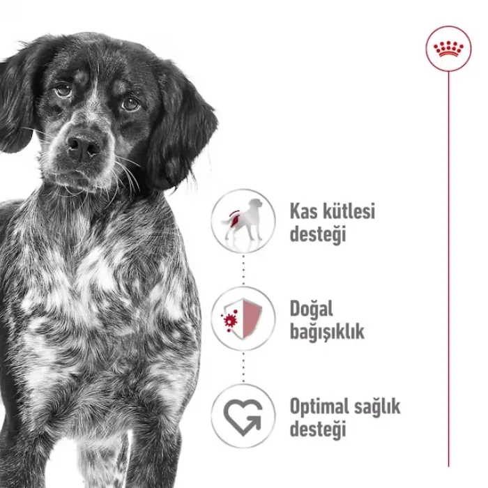 Royal Canin Orta Irklar için Yetişkin Kuru Köpek Maması 15 Kg