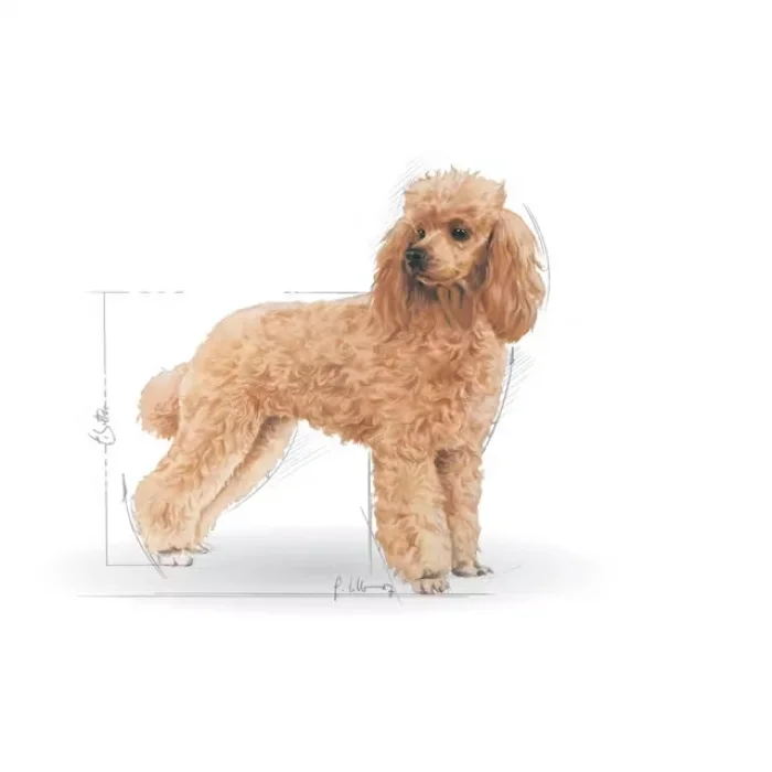 Royal Canin Poodle Yaş Köpek Maması 85g x 12li Paket