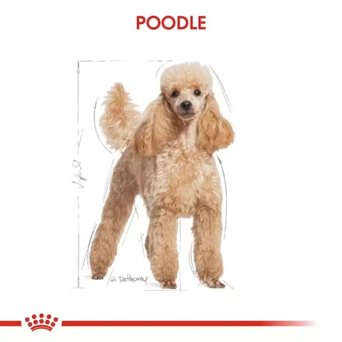 Royal Canin Poodle Yetişkin Kuru Köpek Maması 3 Kg