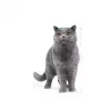 Royal Canin British Shorthair için Kuru Kedi Maması 2 Kg
