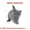 Royal Canin British Shorthair için Yavru Kedi Maması 2 Kg